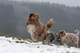 BERGER AUSTRALIEN - ADULT & PUPPY 054